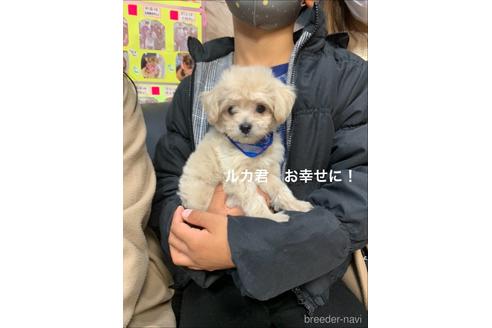 成約済の岐阜県のチワプー:チワワ×トイプードル-159553の1枚目