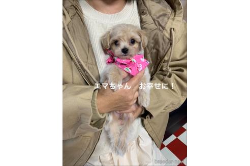 成約済の岐阜県のチワプー:チワワ×トイプードル-158490の1枚目