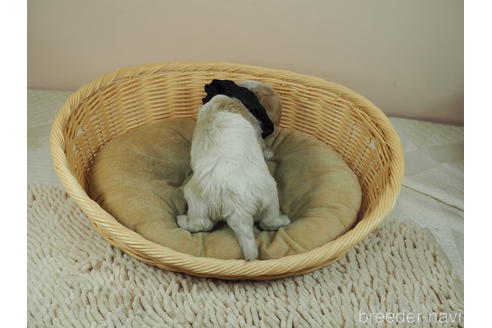 成約済の埼玉県のミックス犬-161200の2枚目