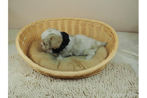 成約済の埼玉県のミックス犬-161200の3枚目