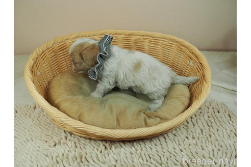 成約済の埼玉県のミックス犬-161202の4枚目