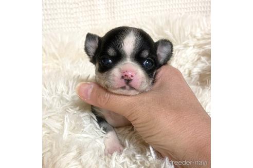 成約済の徳島県のチワワ(スムースコート)-161199の21枚目