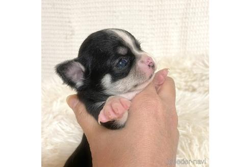 成約済の徳島県のチワワ(スムースコート)-161199の20枚目