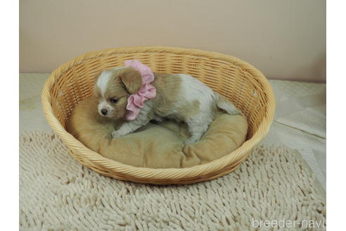 成約済の埼玉県のミックス犬-161205の4枚目
