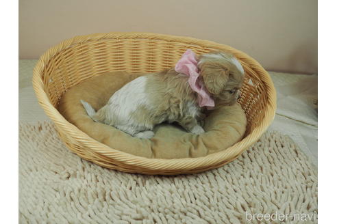 成約済の埼玉県のミックス犬-161205の2枚目