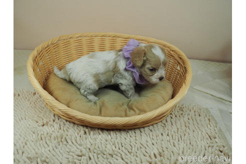 成約済の埼玉県のミックス犬-161206の3枚目