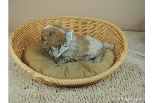 成約済の埼玉県のミックス犬-161209の3枚目