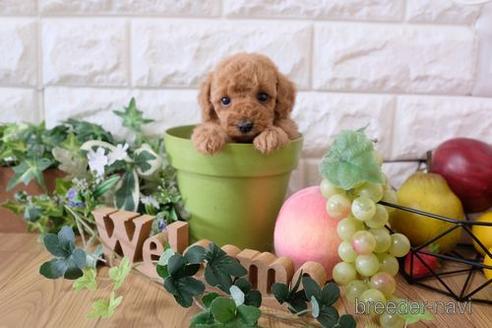 成約済の滋賀県のトイプードル-162091