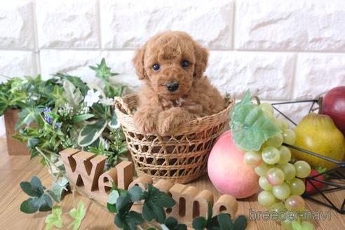 成約済の滋賀県のトイプードル-162091の5枚目