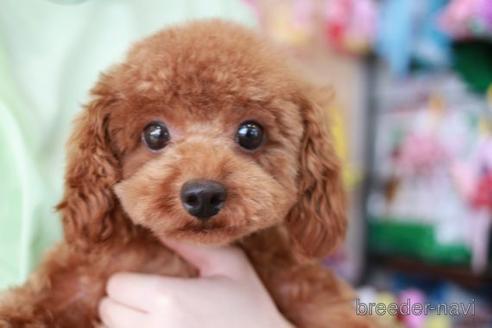 成約済の滋賀県のトイプードル-162091の2枚目