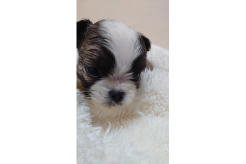 成約済の埼玉県のミックス犬-160504の1枚目