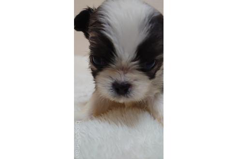 成約済の埼玉県のミックス犬-160504の2枚目