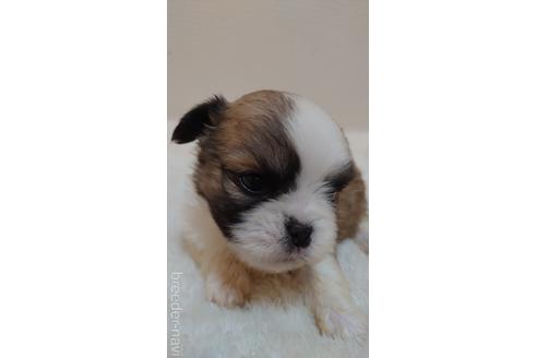 成約済の埼玉県のミックス犬-160502の1枚目