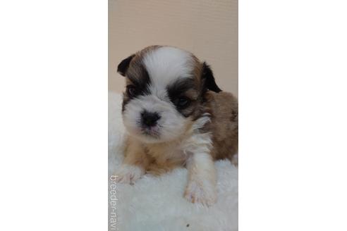 成約済の埼玉県のミックス犬-160502の3枚目