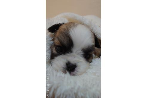 成約済の埼玉県のミックス犬-160502の2枚目