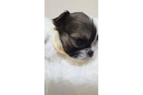 成約済の埼玉県のミックス犬-160505の1枚目