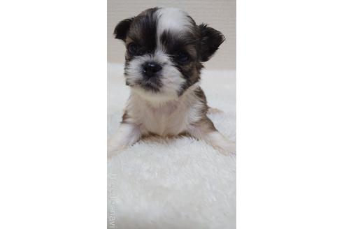 成約済の埼玉県のミックス犬-160505の3枚目