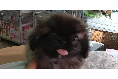 成約済の愛知県のペキニーズ-156042の17枚目