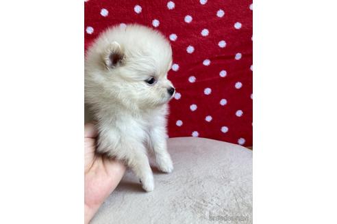 成約済の愛媛県のポメラニアン-161136の5枚目