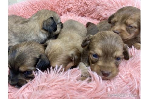 成約済の福岡県のチワックス:チワワ×ミニチュアダックスフンド-162126の2枚目