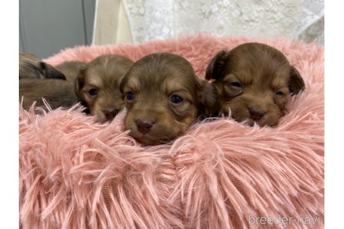 成約済の福岡県のチワックス:チワワ×ミニチュアダックスフンド-162127の4枚目