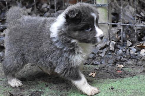 成約済の三重県のボーダーコリー-157565の2枚目