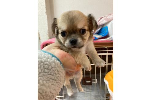 成約済の滋賀県のチワワ(ロングコート)-158724の1枚目