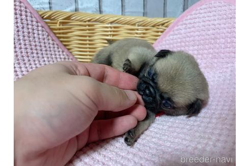 成約済の岡山県のパグ-162152の2枚目