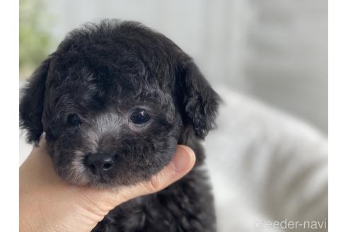 成約済の京都府のトイプードル-161553の5枚目