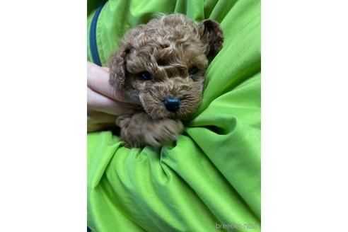 成約済の静岡県のトイプードル-161335の2枚目