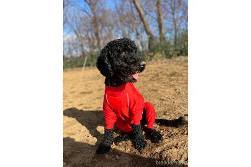 成約済の東京都のミックス犬-145920の1枚目