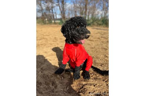 成約済の東京都のミックス犬-145920の6枚目