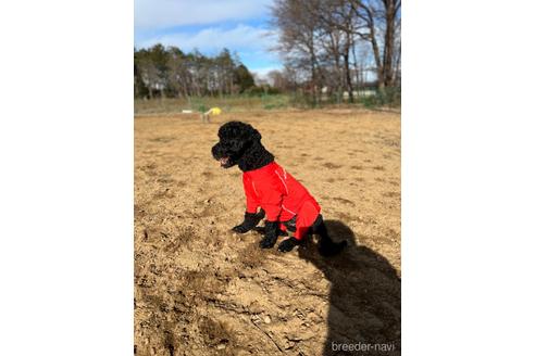 成約済の東京都のミックス犬-145920の4枚目