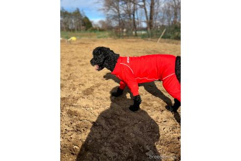 成約済の東京都のミックス犬-145920の5枚目