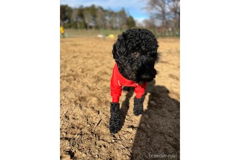 成約済の東京都のミックス犬-145920の2枚目