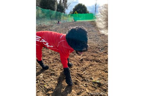 成約済の東京都のミックス犬-145920の3枚目