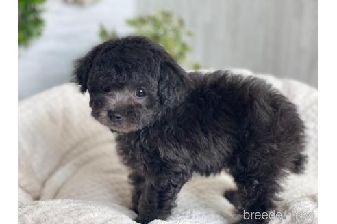 成約済の京都府のトイプードル-161553の1枚目