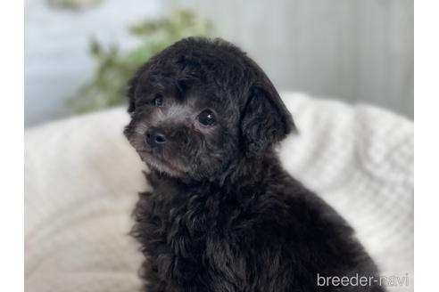 成約済の京都府のトイプードル-161553の2枚目