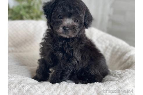 成約済の京都府のトイプードル-161553の3枚目