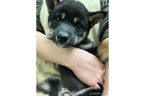 成約済の北海道の柴犬-159621の3枚目