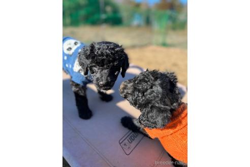成約済の東京都のその他の犬種-160719の19枚目