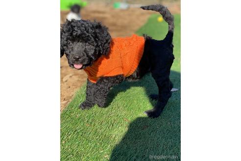 成約済の東京都のその他の犬種-160719の16枚目