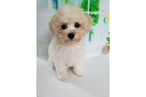 成約済の千葉県のミックス犬-159499の3枚目
