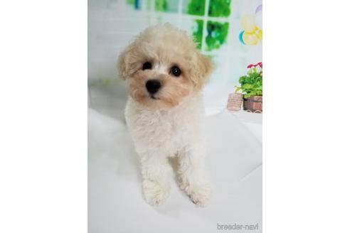 成約済の千葉県のミックス犬-159499の2枚目