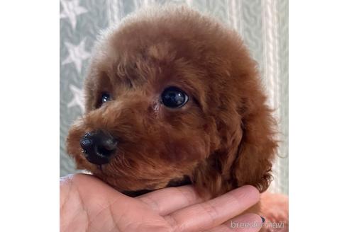 成約済の岡山県のトイプードル-157409の14枚目