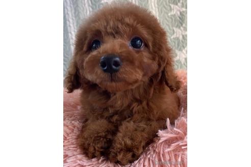 成約済の岡山県のトイプードル-157409の13枚目