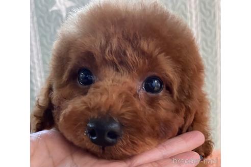 成約済の岡山県のトイプードル-157409の12枚目