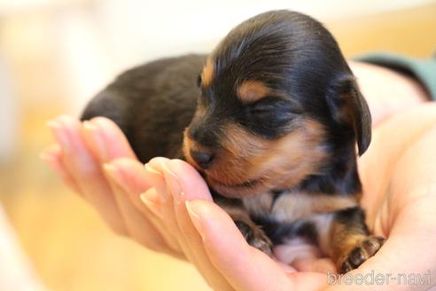 成約済の愛知県のカニンヘンダックスフンド(ロングヘアード)-160511の25枚目