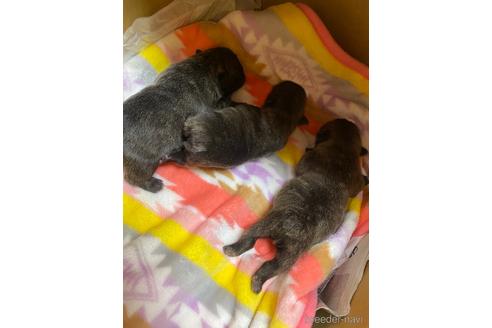 成約済の愛知県のフレンチブルドッグ-162185の42枚目