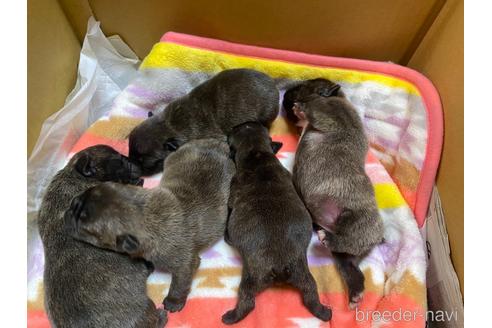 成約済の愛知県のフレンチブルドッグ-162185の40枚目